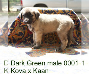 Medium Anatolian Shepherd