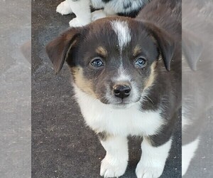 Aussie-Corgi Puppy for sale in BRIGGSDALE, CO, USA