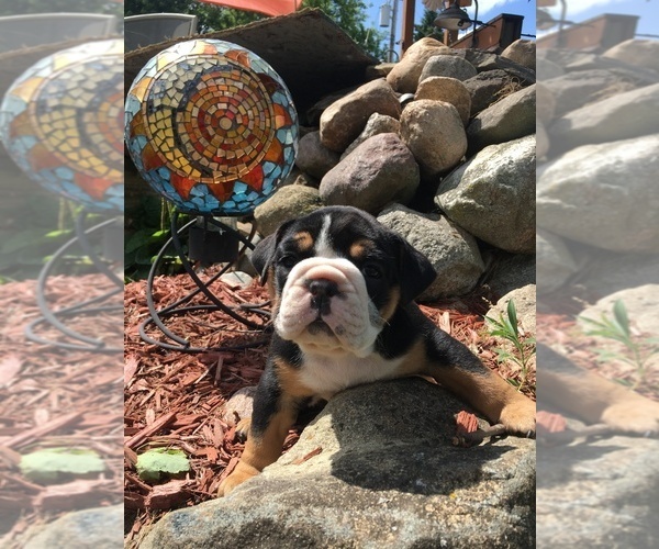Medium Photo #4 Olde English Bulldogge Puppy For Sale in LAKE NEPESSING, MI, USA