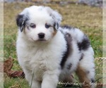 Small Photo #13 Miniature Australian Shepherd Puppy For Sale in SMITHVILLE, AR, USA
