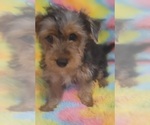 Small #18 Yorkshire Terrier