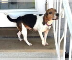 Small #2 Beagle