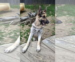Small #12 German Shepherd Dog