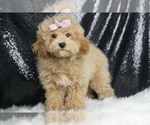 Small #5 Maltipoo