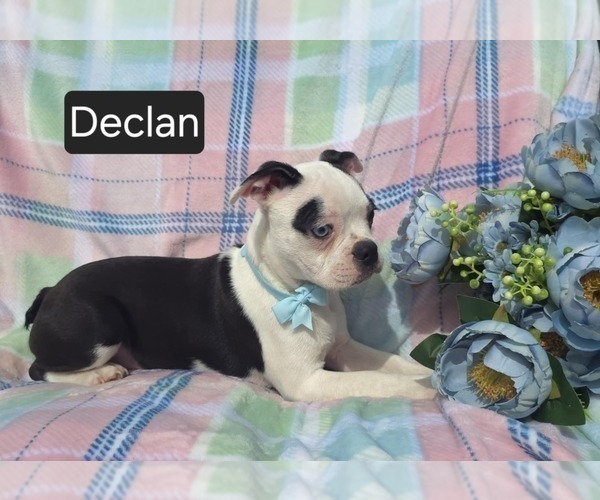 Medium Photo #2 Boston Terrier Puppy For Sale in MINERAL WELLS, WV, USA