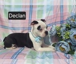 Small #1 Boston Terrier