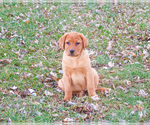 Small #3 Labrador Retriever