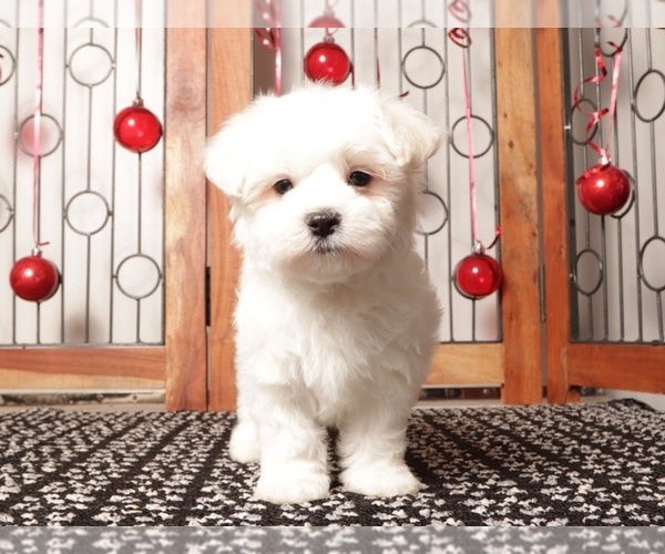 Medium Photo #2 Maltese Puppy For Sale in NAPLES, FL, USA