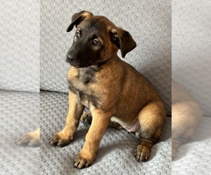 Belgian Malinois Puppy for sale in RACINE, WI, USA