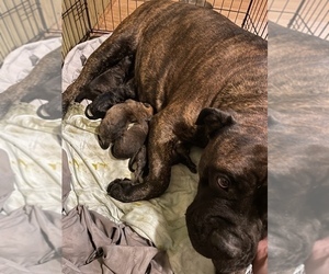 Mother of the Bullmastiff puppies born on 06/17/2022