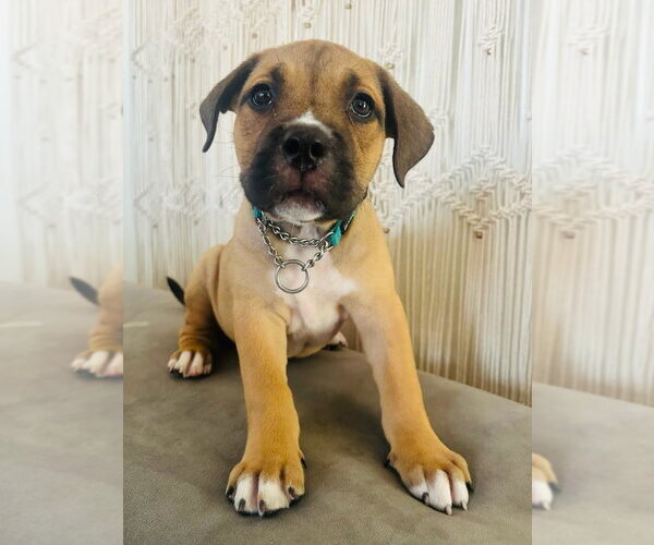 Medium Photo #2 American Staffordshire Terrier-Unknown Mix Puppy For Sale in Lake Forest, CA, USA