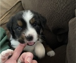 Small Photo #3 Miniature Australian Shepherd Puppy For Sale in PLACERVILLE, CA, USA