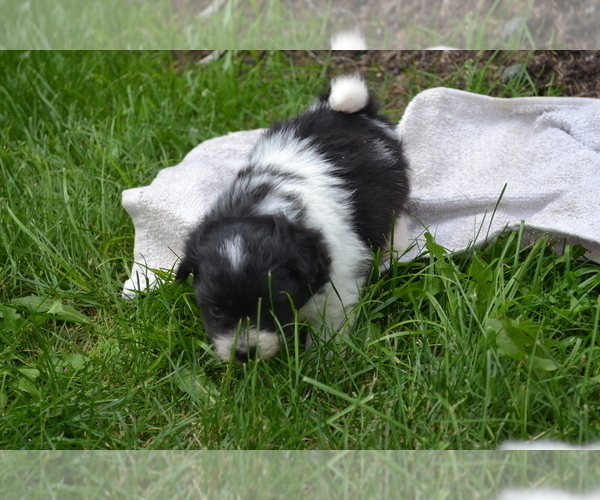 Medium Photo #12 Bichon-A-Ranian Puppy For Sale in GREENWOOD, WI, USA