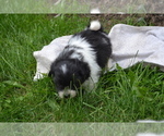 Small #2 Bichon-A-Ranian