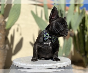 French Bulldog Puppy for sale in MORENO VALLEY, CA, USA