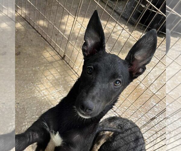 Medium Photo #1 Labrador Retriever-Unknown Mix Puppy For Sale in Calgary, Alberta, Canada