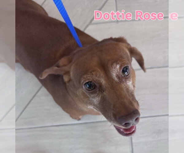Medium Photo #5 Dachshund Puppy For Sale in San Antonio, TX, USA