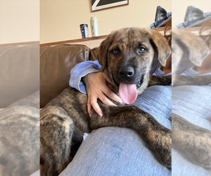 Cane Corso Puppy for sale in KEWADIN, MI, USA