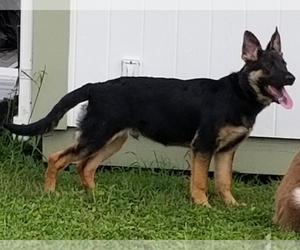 German Shepherd Dog Puppy for sale in VIRGINIA BEACH, VA, USA