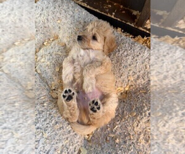 Medium Photo #14 Goldendoodle Puppy For Sale in MERCED, CA, USA