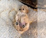 Small #13 Goldendoodle