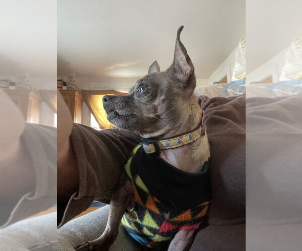 Medium Photo #14 Chihuahua Puppy For Sale in WESTHAMPTON, MA, USA