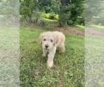 Puppy Peanut Goldendoodle