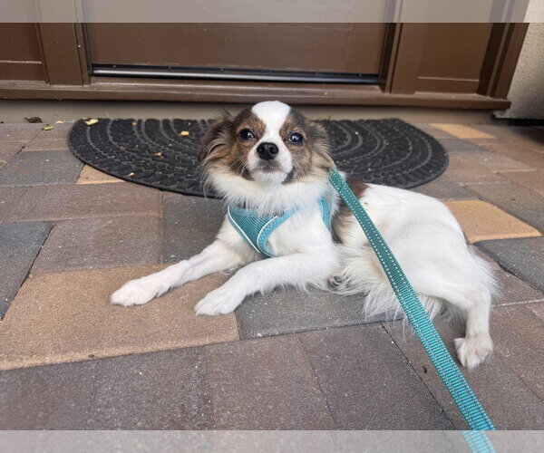 Medium Photo #6 Chion Puppy For Sale in Santa Clara, CA, USA