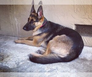 Sadie - Female German Shepherd Dog Dog for Adoption - Photo #2