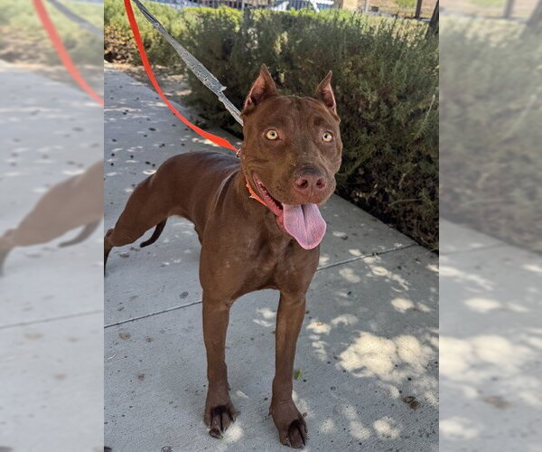 Medium Photo #1 Mutt Puppy For Sale in Riverside, CA, USA