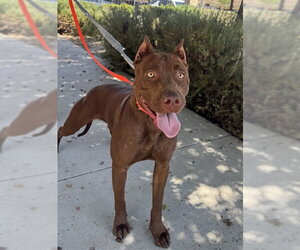 Mutt Dogs for adoption in Riverside, CA, USA