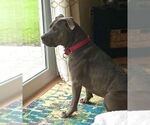 Small #15 Staffordshire Bull Terrier Mix