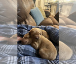 Small Photo #2 Golden Retriever Puppy For Sale in CROSSVILLE, TN, USA
