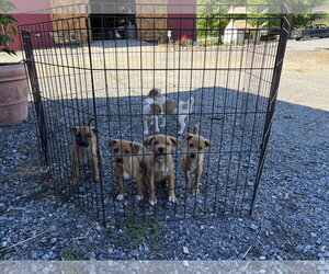 Catahoula Leopard Dog-Unknown Mix Dogs for adoption in Unionville, PA, USA