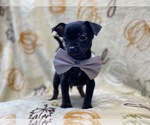 Small Photo #7 Chihuahua Puppy For Sale in LAKELAND, FL, USA