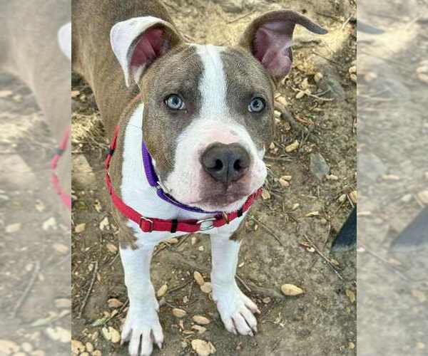 Medium Photo #1 American Pit Bull Terrier-Unknown Mix Puppy For Sale in Petaluma, CA, USA