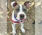 Small American Pit Bull Terrier Mix