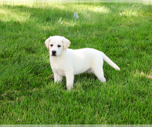 Labrador Retriever Puppy for sale in SYRACUSE, IN, USA
