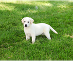 Small Photo #1 Labrador Retriever Puppy For Sale in SYRACUSE, IN, USA