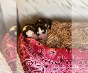 Siberian Husky Puppy for sale in CARL JUNCTION, MO, USA