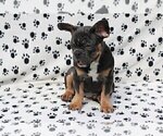 Small Photo #2 French Bulldog Puppy For Sale in LEXINGTON, MA, USA