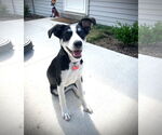 Small #16 Australian Shepherd Mix