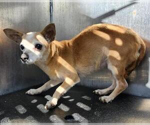 Chihuahua-Unknown Mix Dogs for adoption in San Antonio, TX, USA