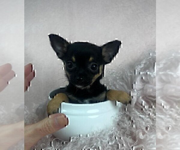 Medium Photo #11 Chihuahua Puppy For Sale in HOUSTON, TX, USA