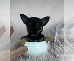 Small #10 Chihuahua
