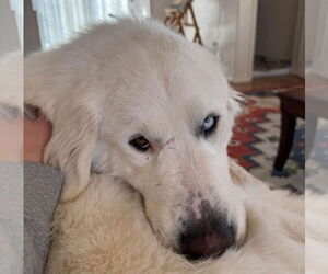 Great Pyrenees Dogs for adoption in Hamilton, MT, USA