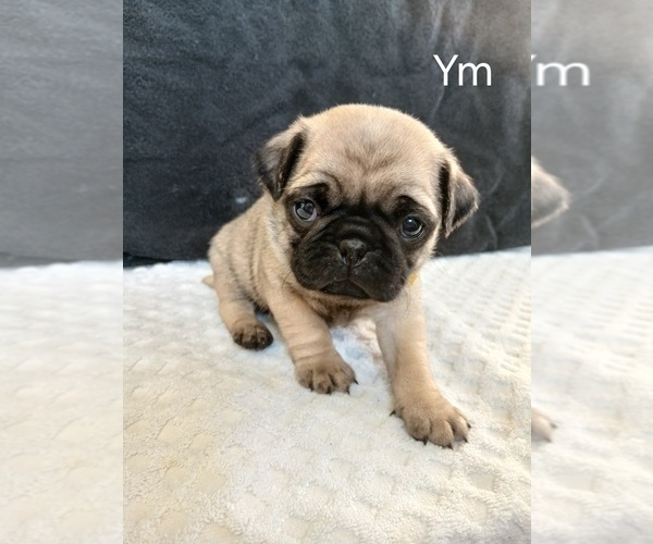 Medium Photo #6 Pug Puppy For Sale in EDGAR, WI, USA