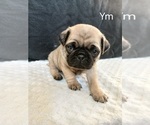 Small #5 Pug