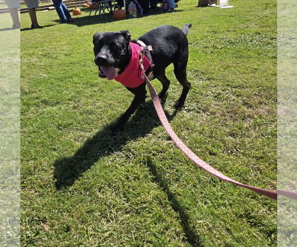 Medium Photo #2 Mutt Puppy For Sale in Jackson, MS, USA