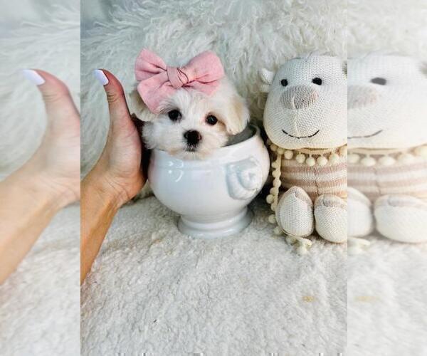 Medium Photo #16 Maltese Puppy For Sale in HOUSTON, TX, USA